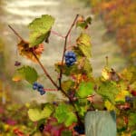 Clinopodium (Acinos)