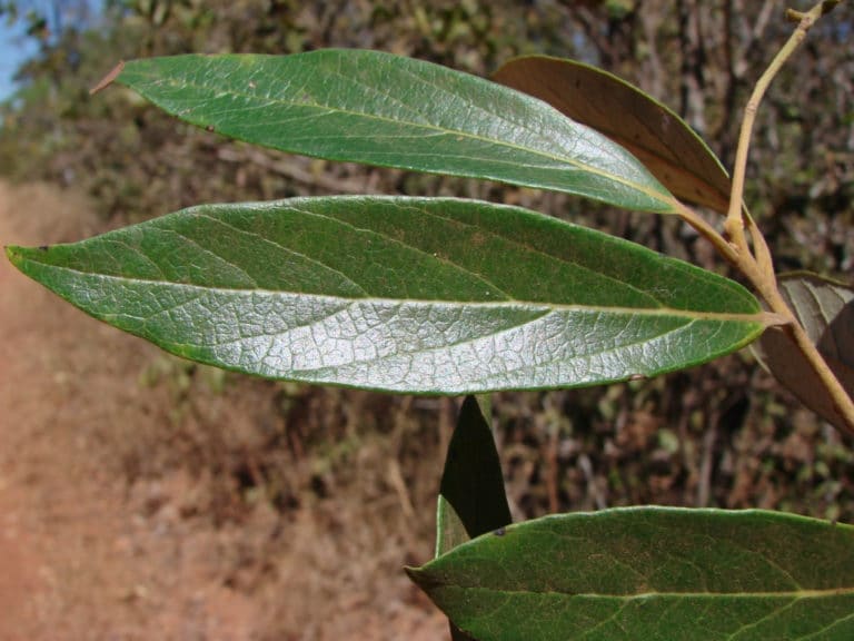 Aciphylla (Aciphylla)
