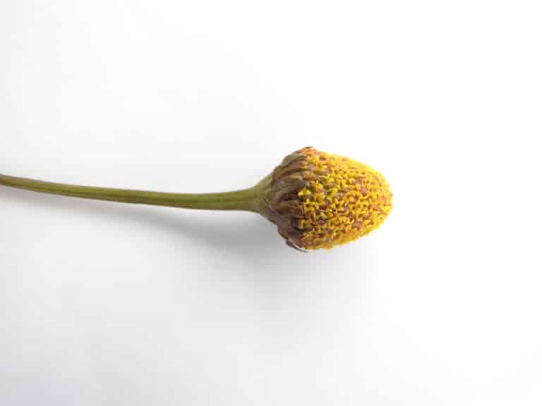 Acmella (Acmella)