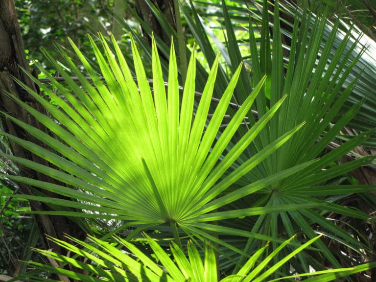 Acoelorrhaphe (Acoelorrhaphe)