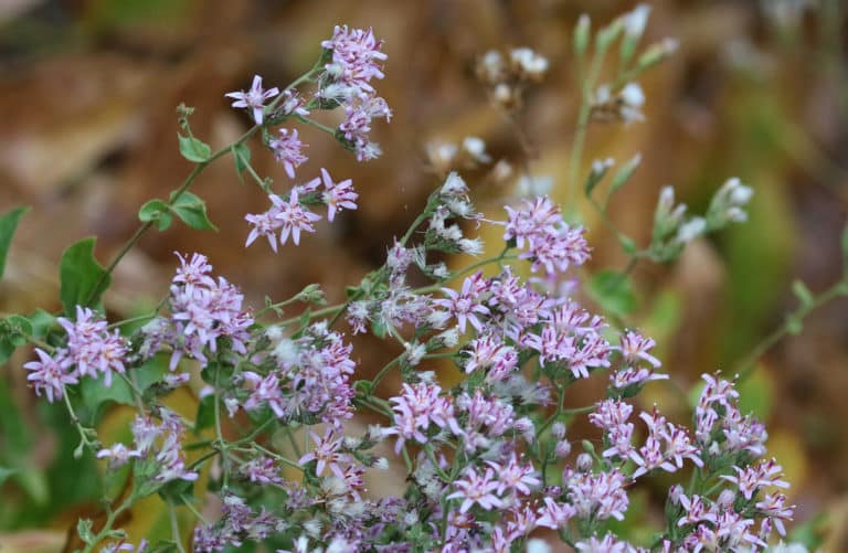Acourtia (Acourtia)