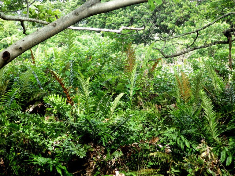 Acrostichum (Acrostichum)