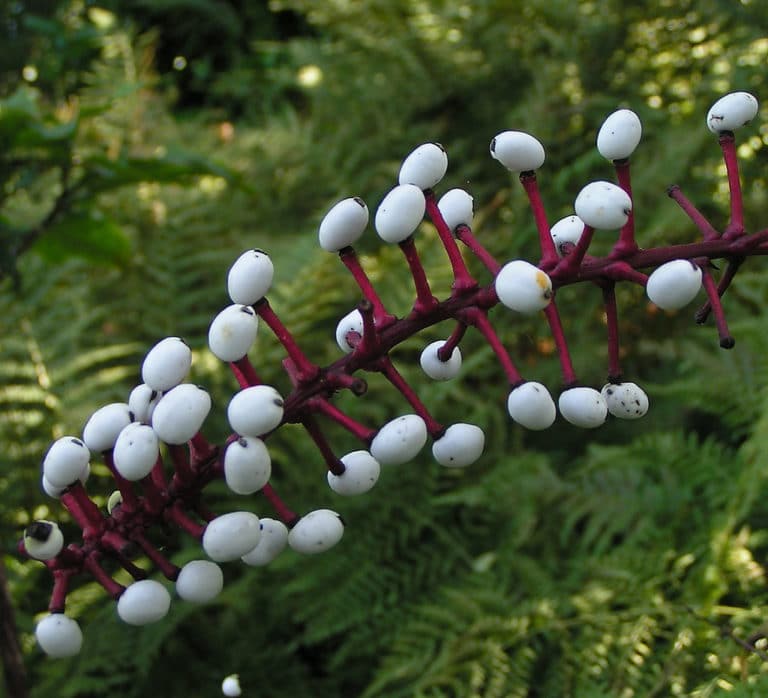 Actée (Actaea)