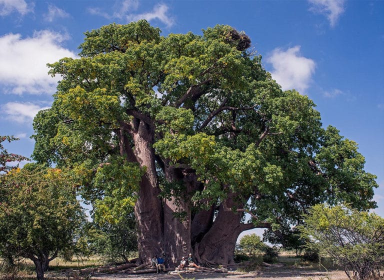 Baobab (Adansonia)