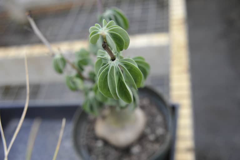 Adenia (Adenia)
