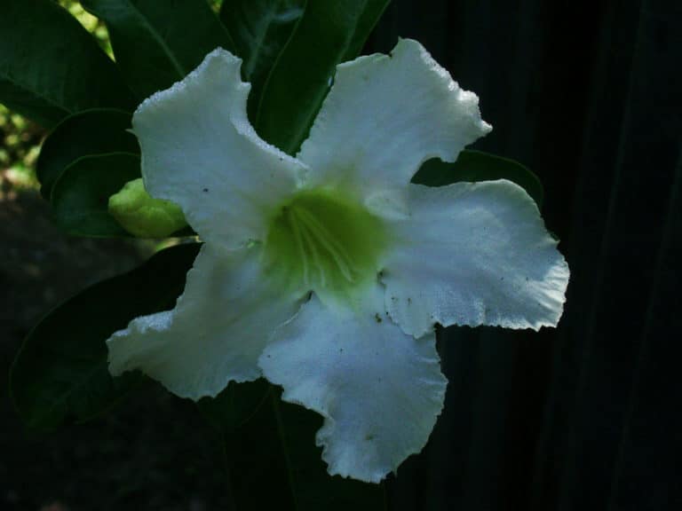 Adenium (Adenium)