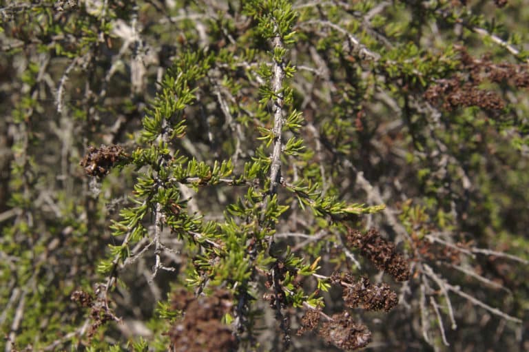Adenostoma (Adenostoma)