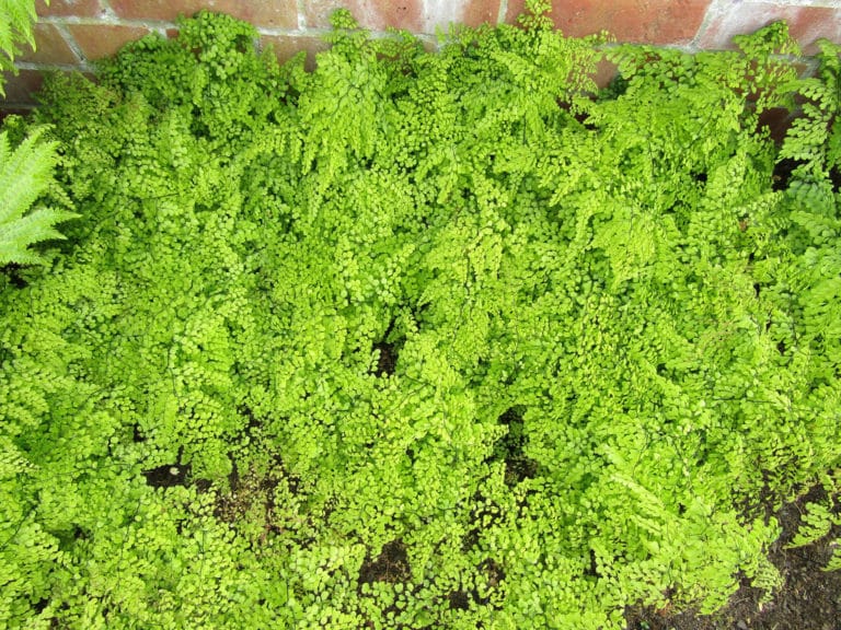 Adiantum (Adiantum)