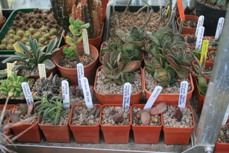 Adromischus (Adromischus)