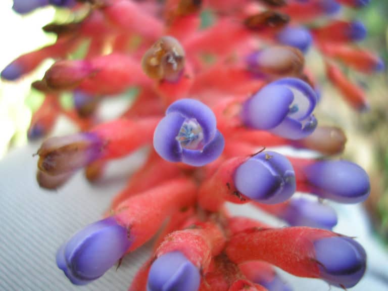 Aechmea (Aechmea)