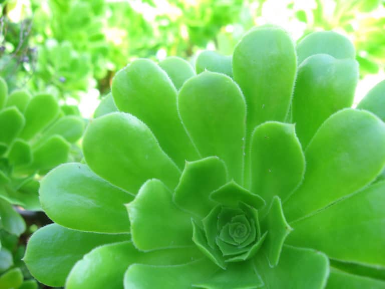 Aéonium (Aeonium)
