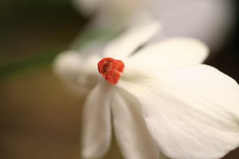 Aerangis (Aerangis)