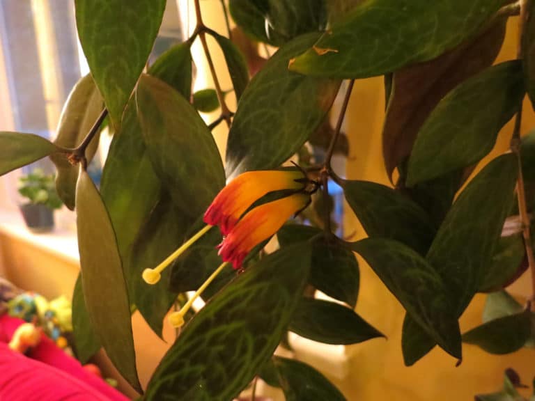 Aeschynanthe (Aeschynanthus)