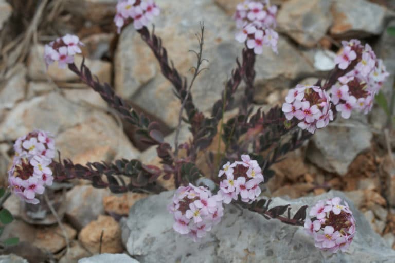 Aethionema (Aethionema)