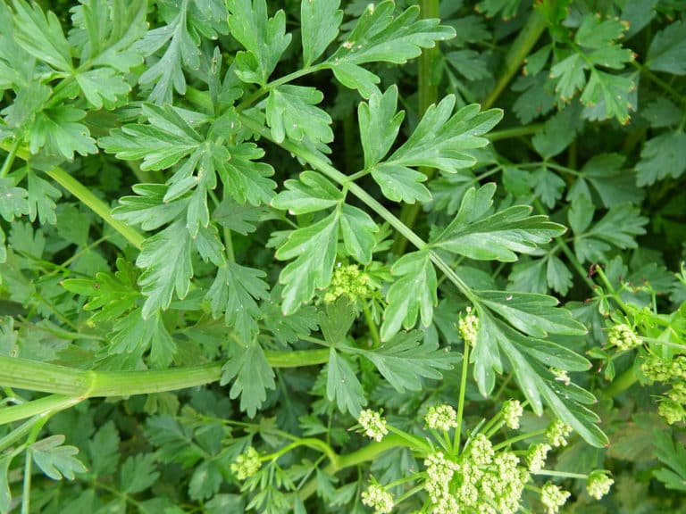 Aethusa (Aethusa)