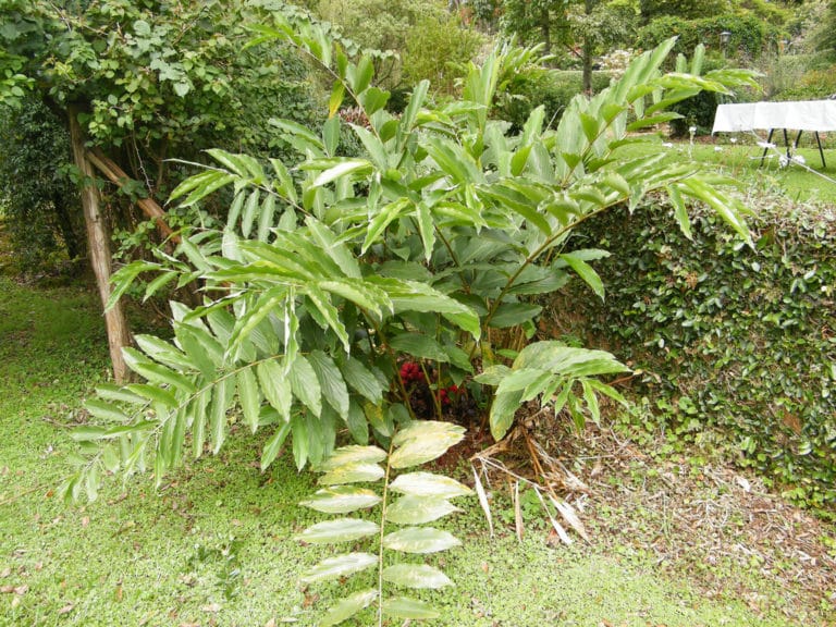 Aframomum (Aframomum)