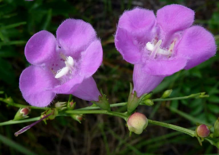Agalinis (Agalinis)
