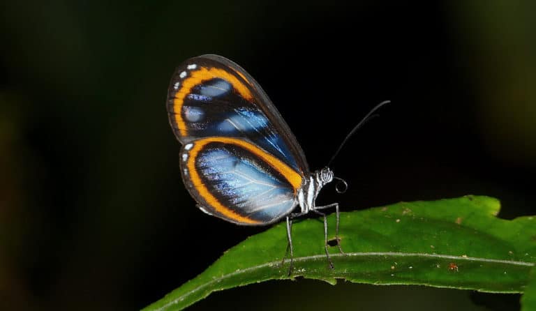 Agarista (Agarista)