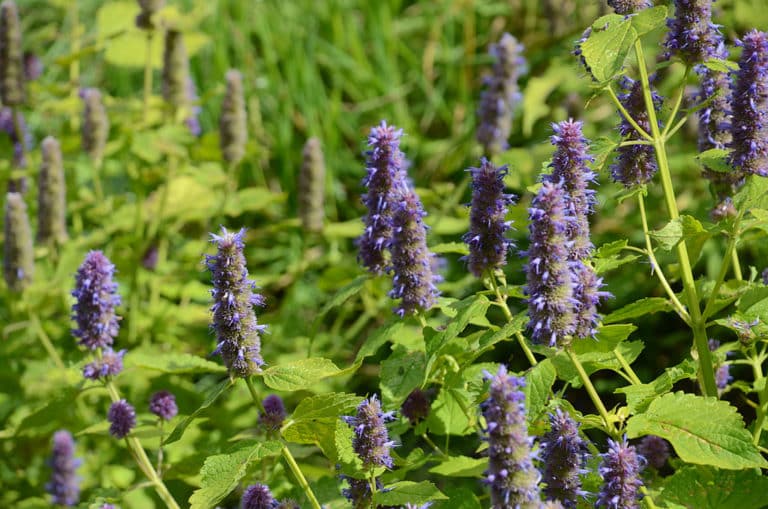 Agastache (Agastache)