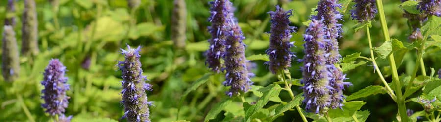 Agastache