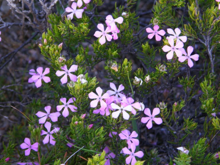 Agathosma (Agathosma)