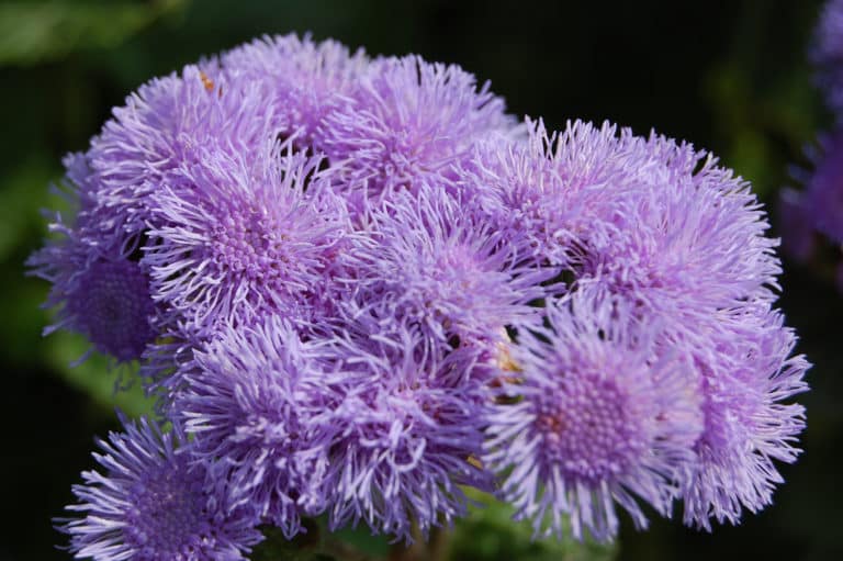 Agérate (Ageratum)