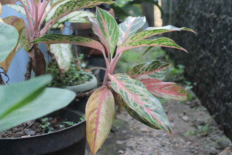 Aglaonème (Aglaonema)
