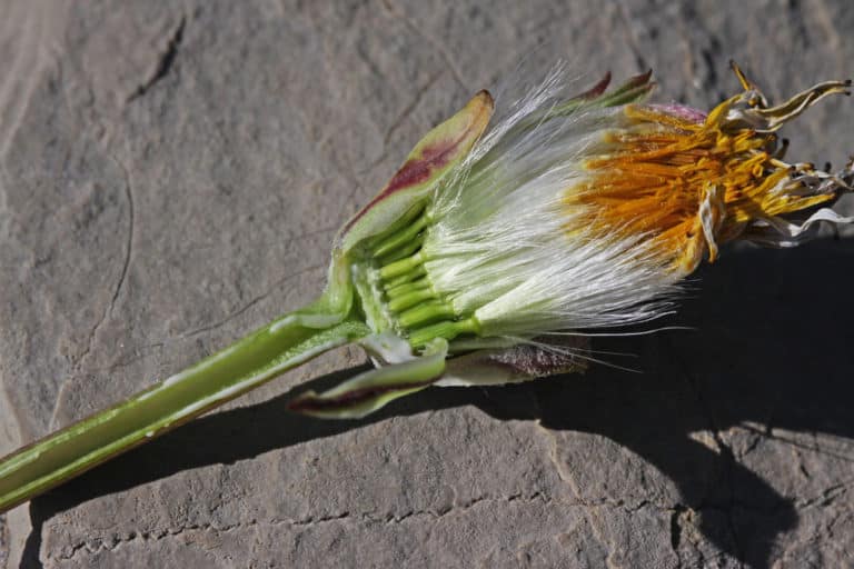 Agoseris (Agoseris)