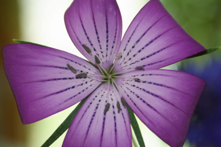 Agrostemma (Agrostemma)