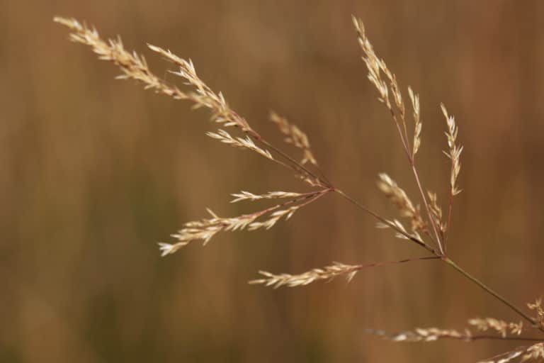 Agrostide (Agrostis)