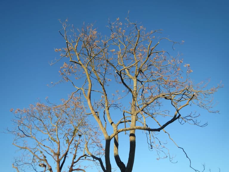 Ailantes (Ailanthus)