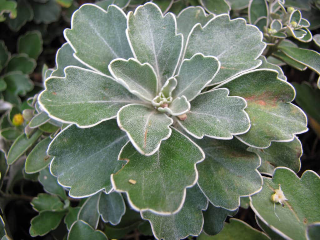 Ajania (Ajania)