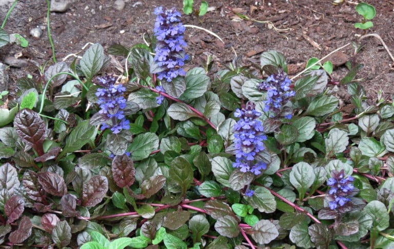 Bugle (Ajuga)