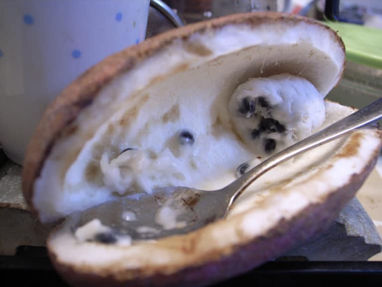 Akébie (Akebia)