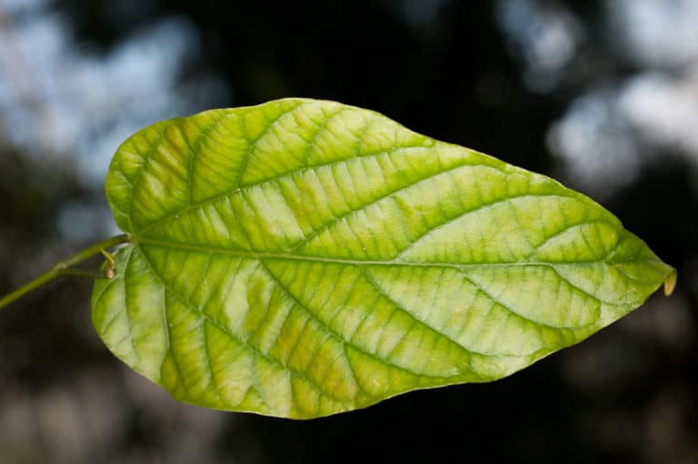 Alangium (Alangium)