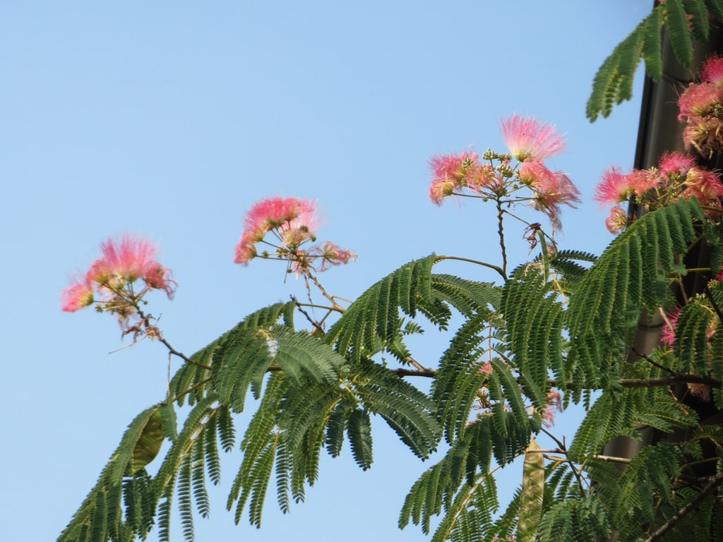 Albizia