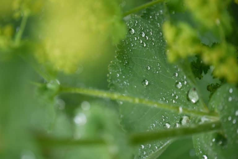 Alchemille (Alchemilla)