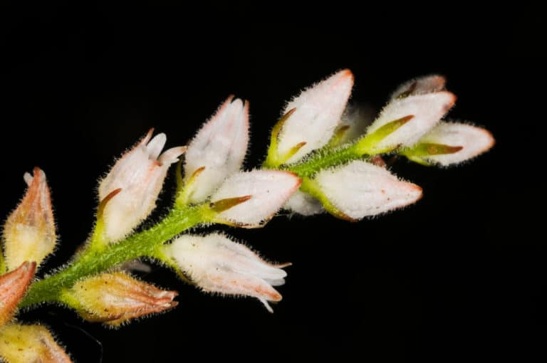 Aletris (Aletris)