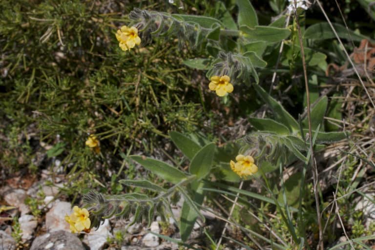 Alkanna (Alkanna)