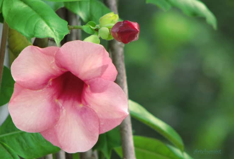 Allamanda (Allamanda)
