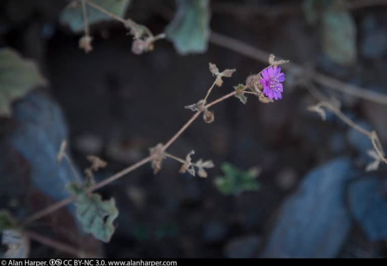 Allionia (Allionia)