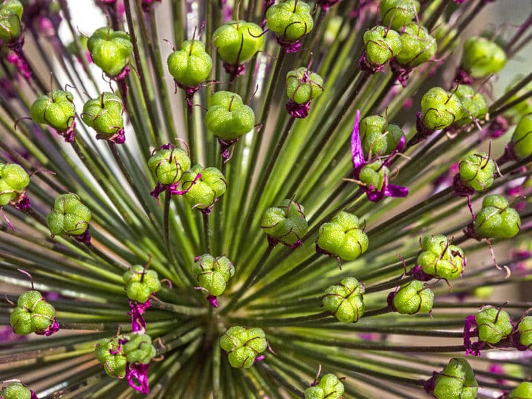 Allium (Allium)