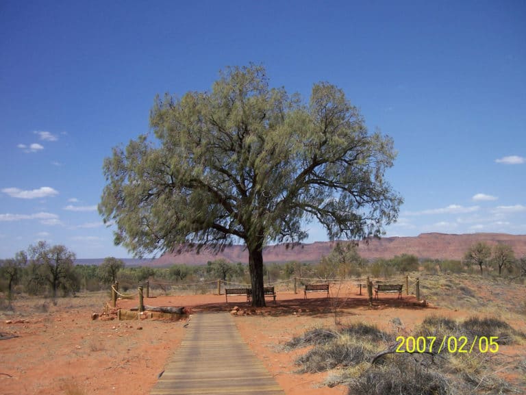 Allocasuarina (Allocasuarina)