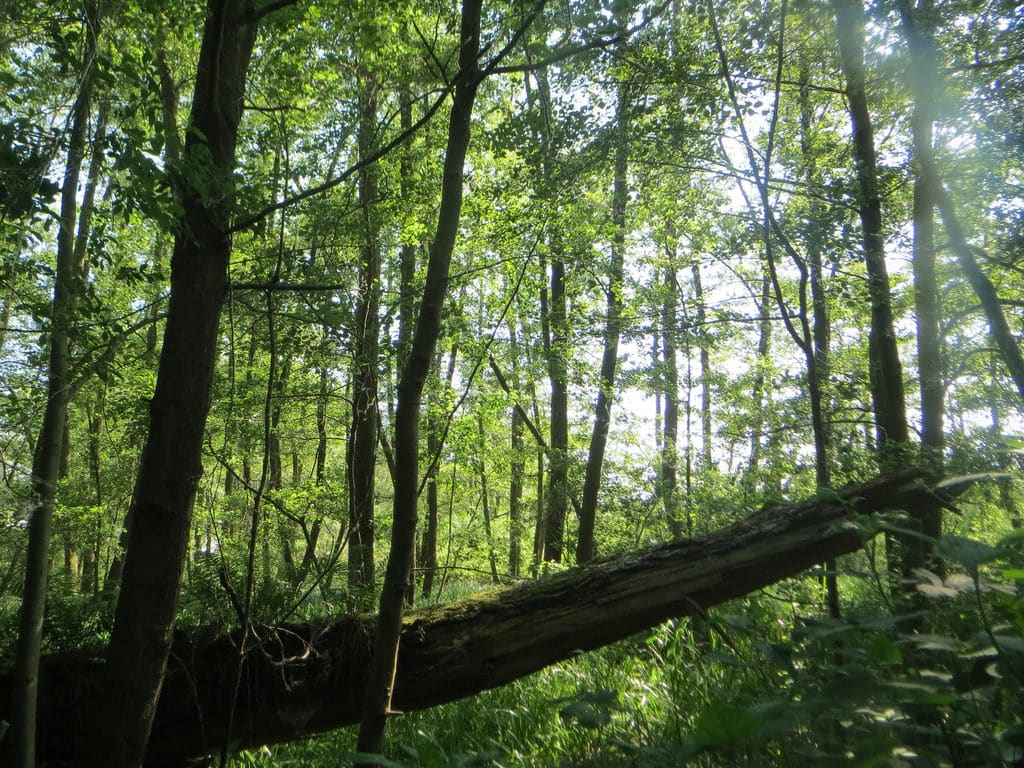 Aulne (Alnus)