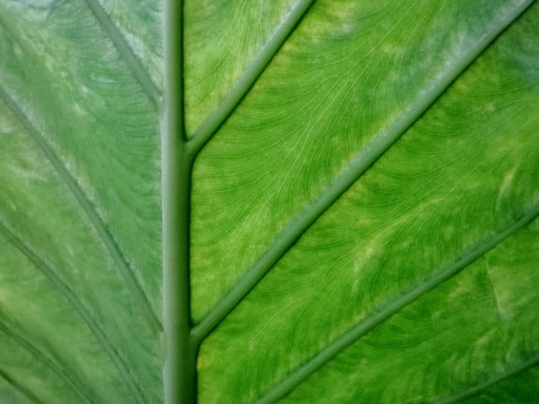 Alocasia (Alocasia)
