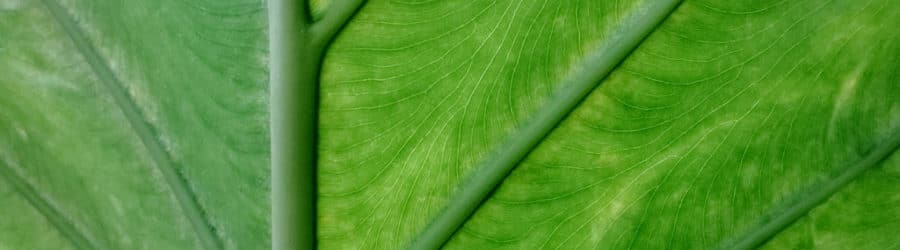 Alocasia