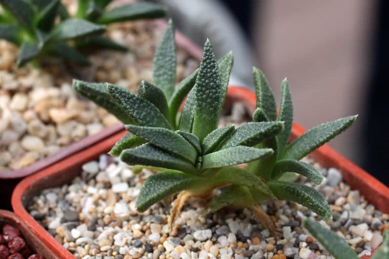 Aloinopsis (Aloinopsis)