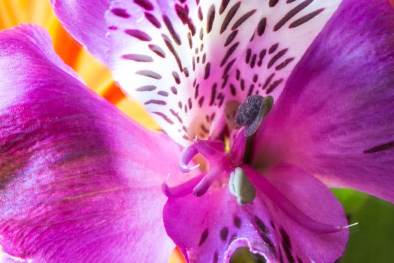 Alstrœmères (Alstroemeria)