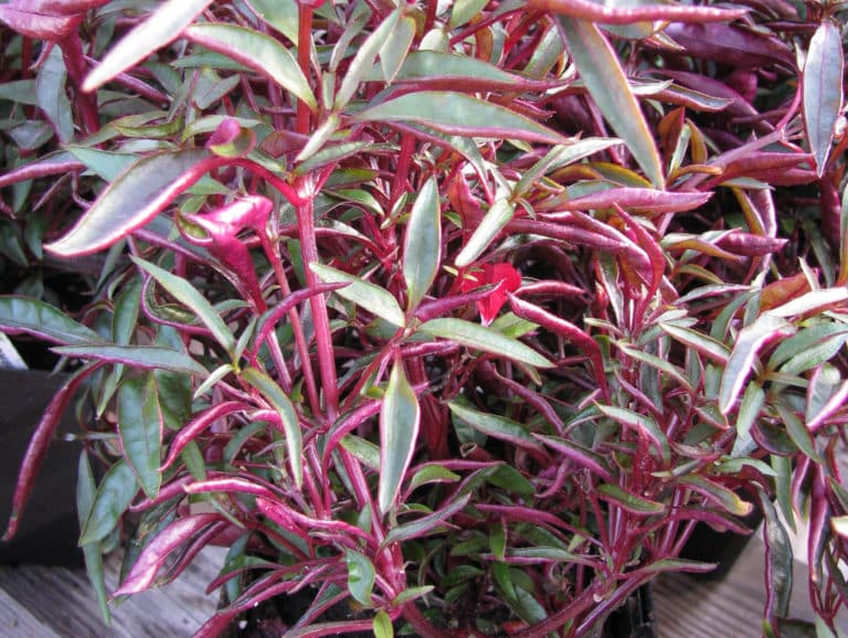 Alternanthère (Alternanthera)