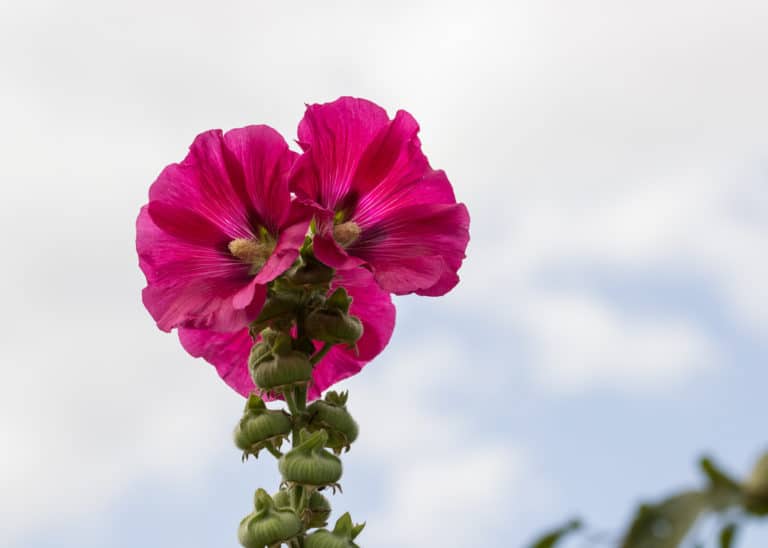 Althaea (Althaea)